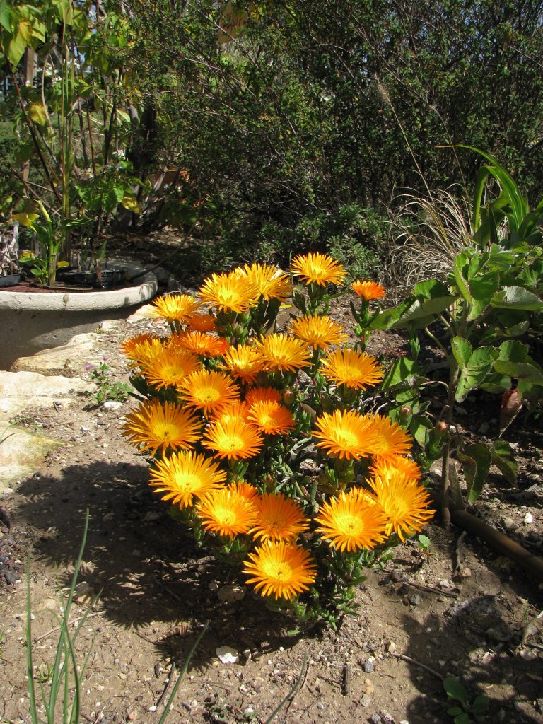 Lampranthus_aureus_Orange_form_full_up1