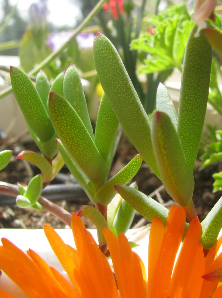 Lampranthus_aureus_Orange_form_leaves2_cut_up