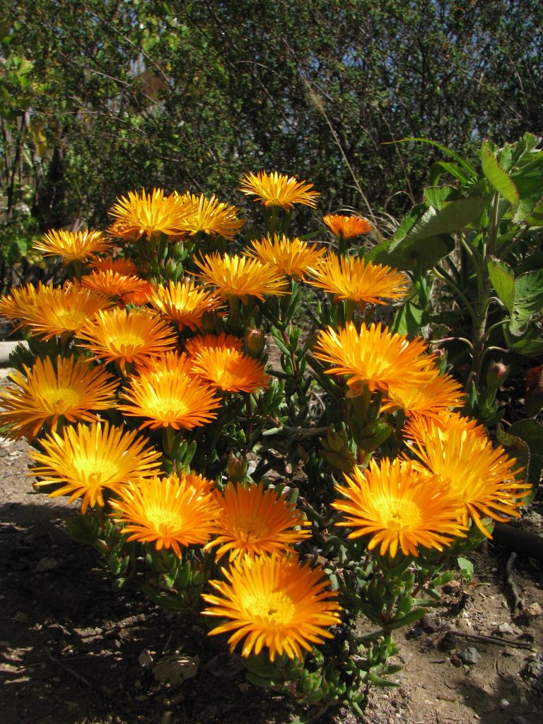 Lampranthus_aureus_Orange_form_many_flowers_up1