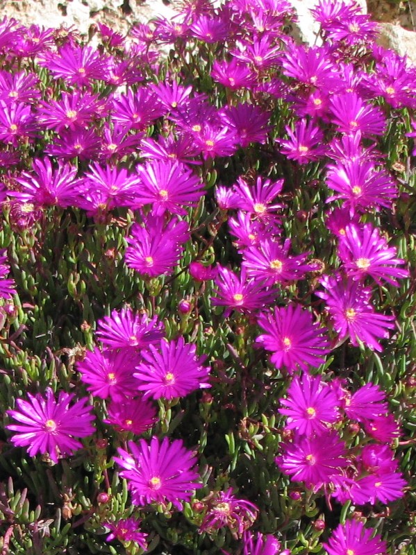 Lampranthus_productus_full3_cut_up