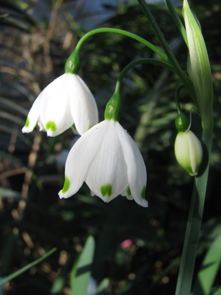 Leucojum_aestivum_flower_up1