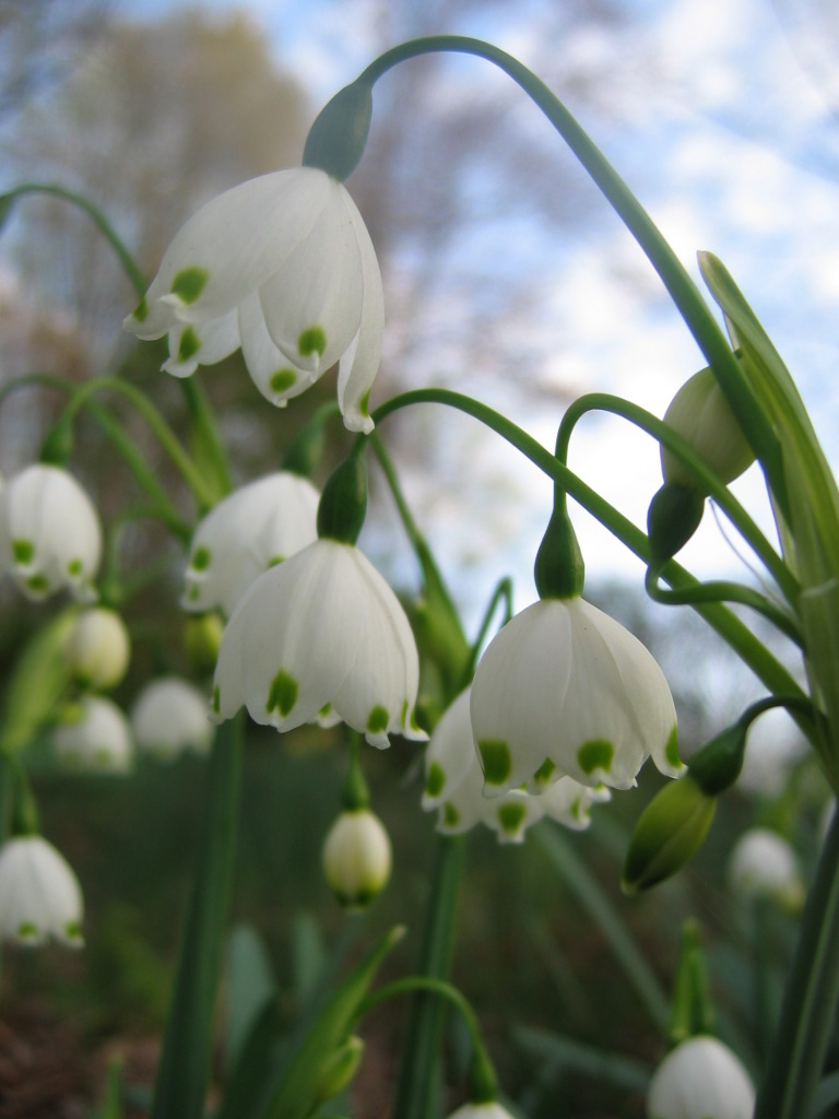 Leucojum_aestivum_flower_up2