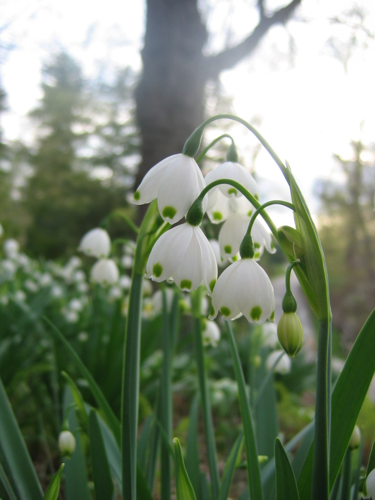 Leucojum_aestivum_flower_up3