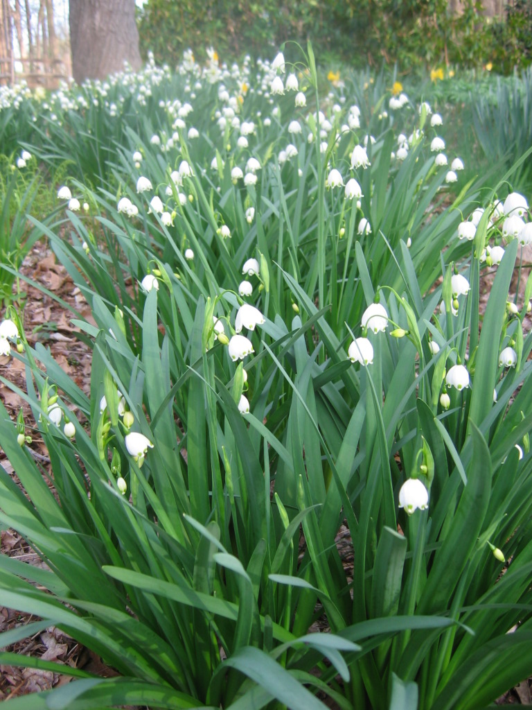 Leucojum_aestivum_group_up1