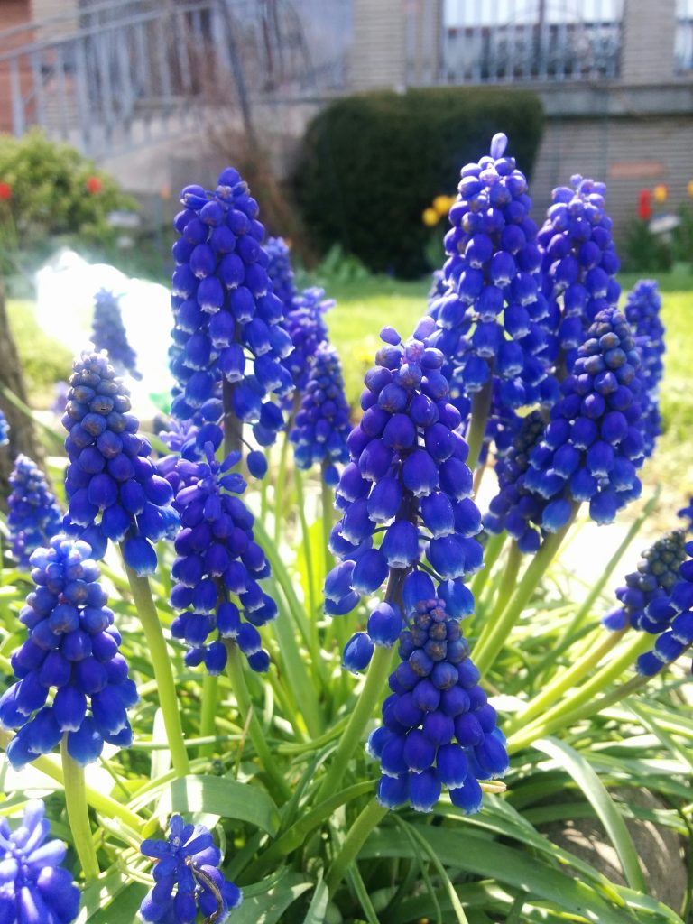 Muscari_armeniacum_flowers_up1