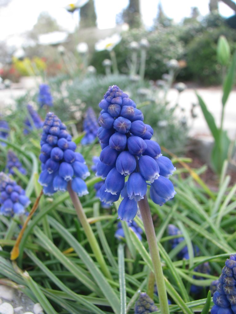 Muscari_armeniacum_flowers_up3