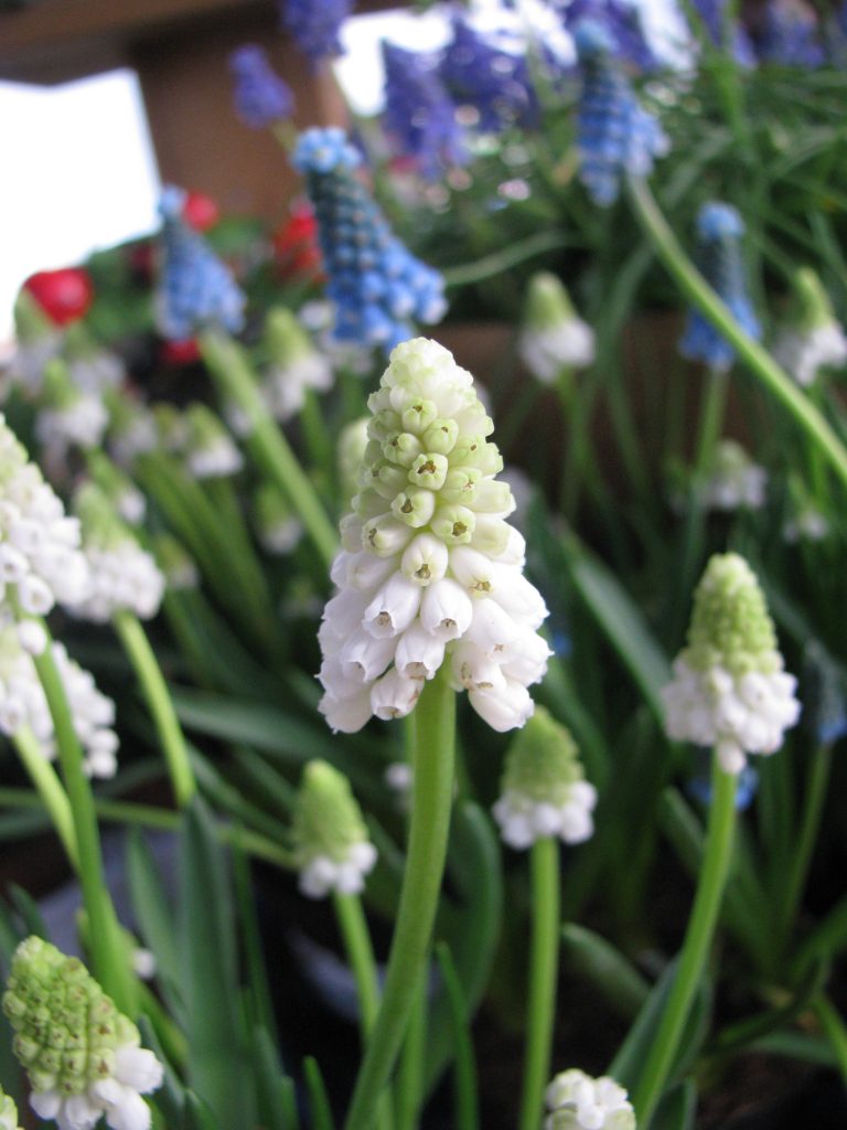 Muscari_armeniacum_flowers_white_up1