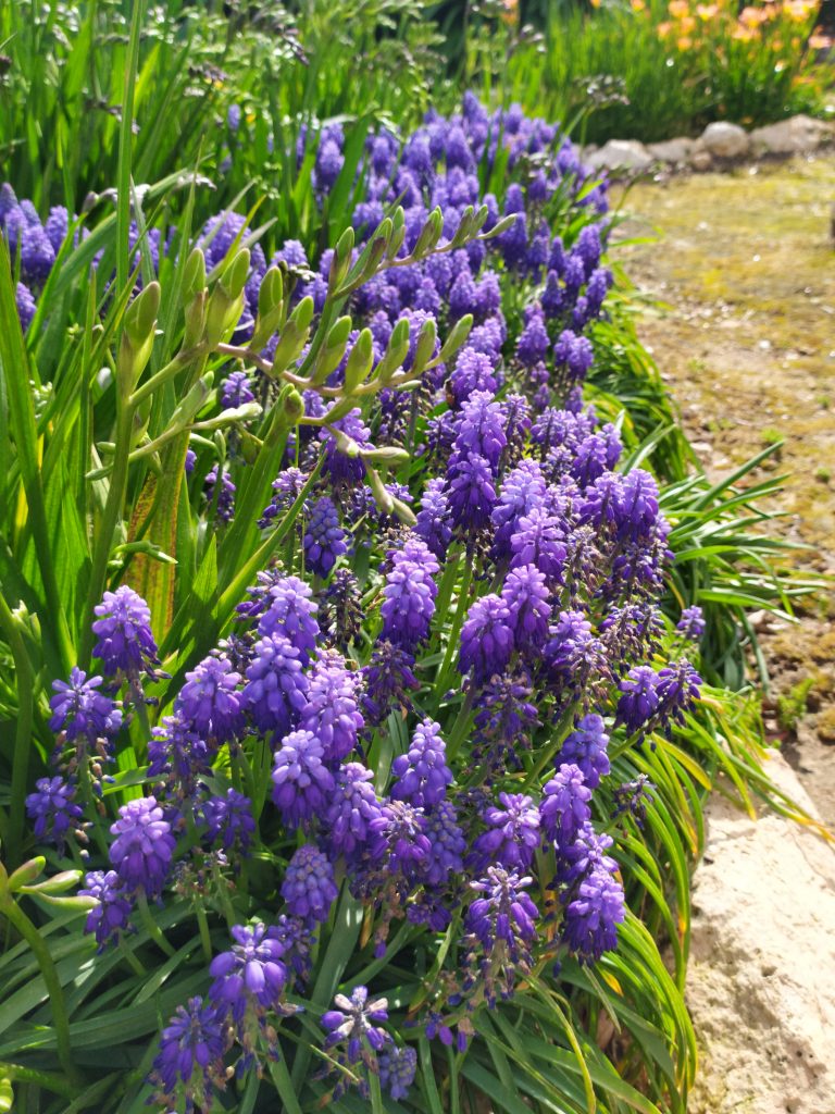 Muscari_armeniacum_group_up1