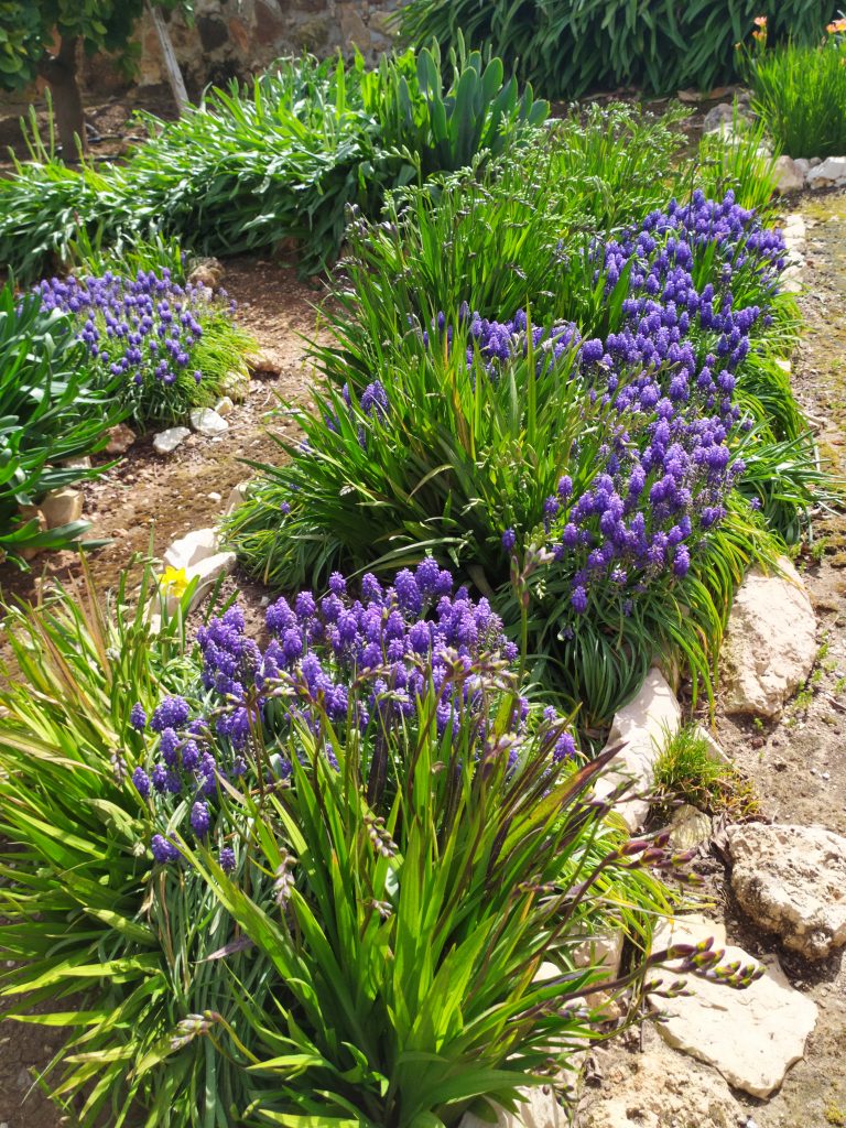 Muscari_armeniacum_group_up2