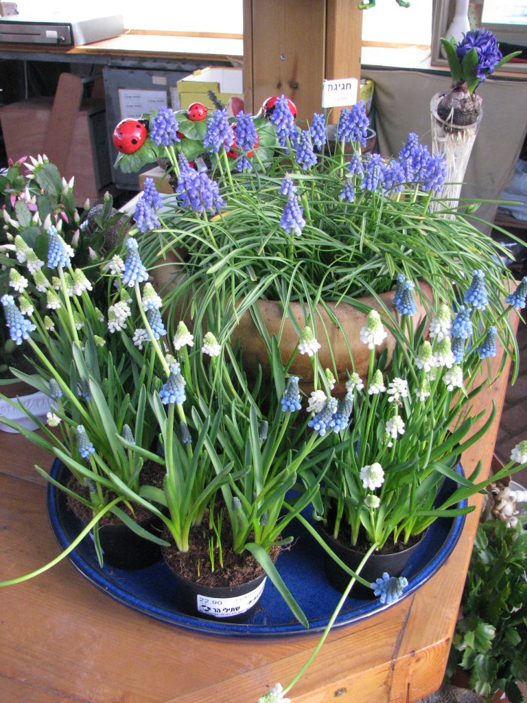 Muscari_armeniacum_pots_up1