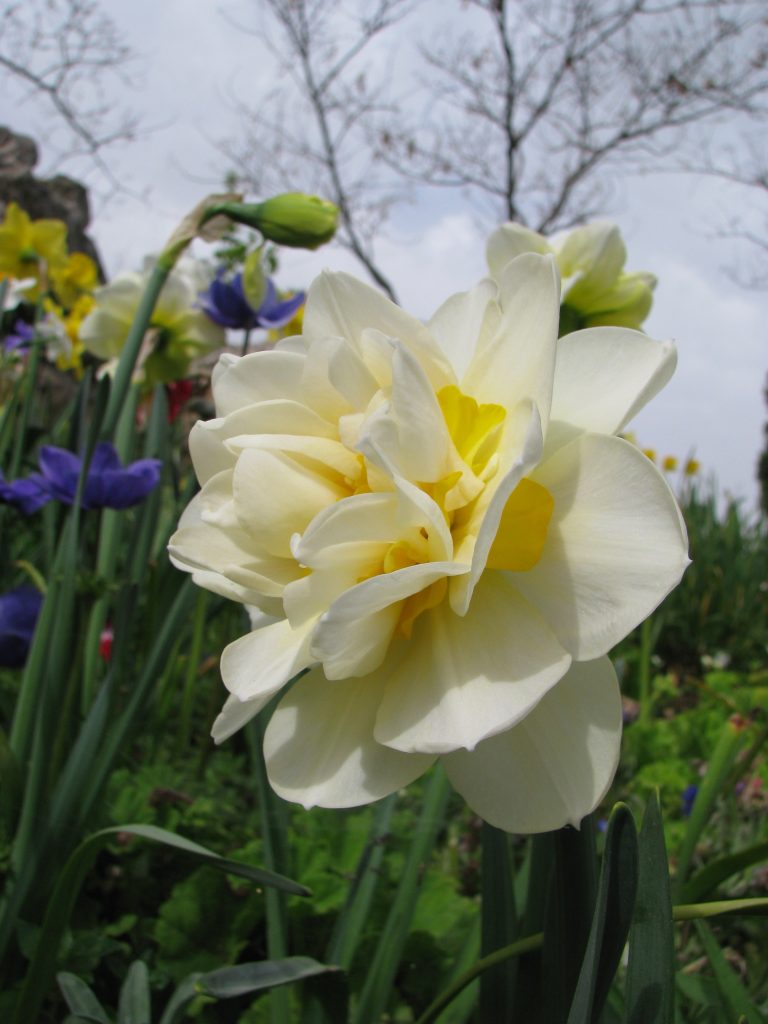 Narcissus_pseudonarcissus_double_up1