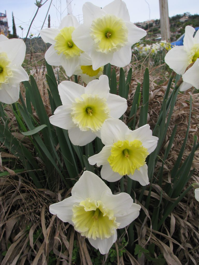 Narcissus_pseudonarcissus_flowers_white_yellow_up1