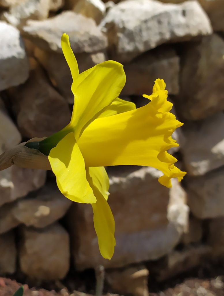 Narcissus_pseudonarcissus_flowers_yellow1_cut_up