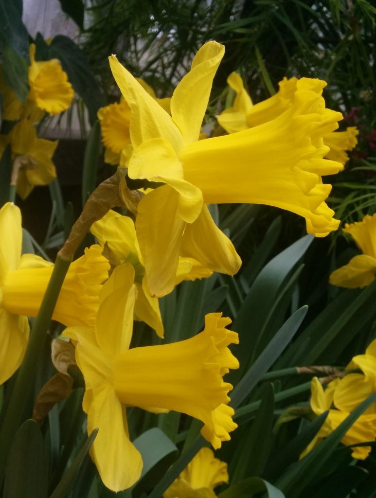 Narcissus_pseudonarcissus_flowers_yellow2_cut_up