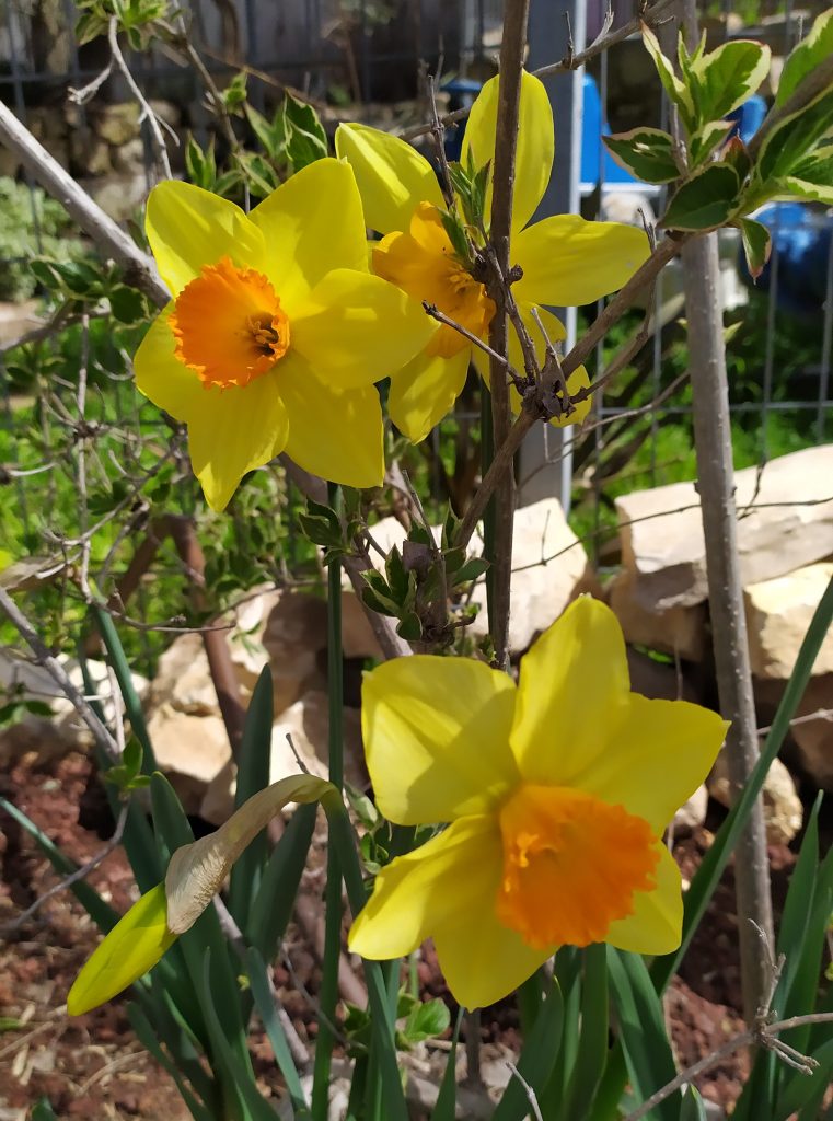 Narcissus_pseudonarcissus_flowers_yellow_orange_up1_cut_up