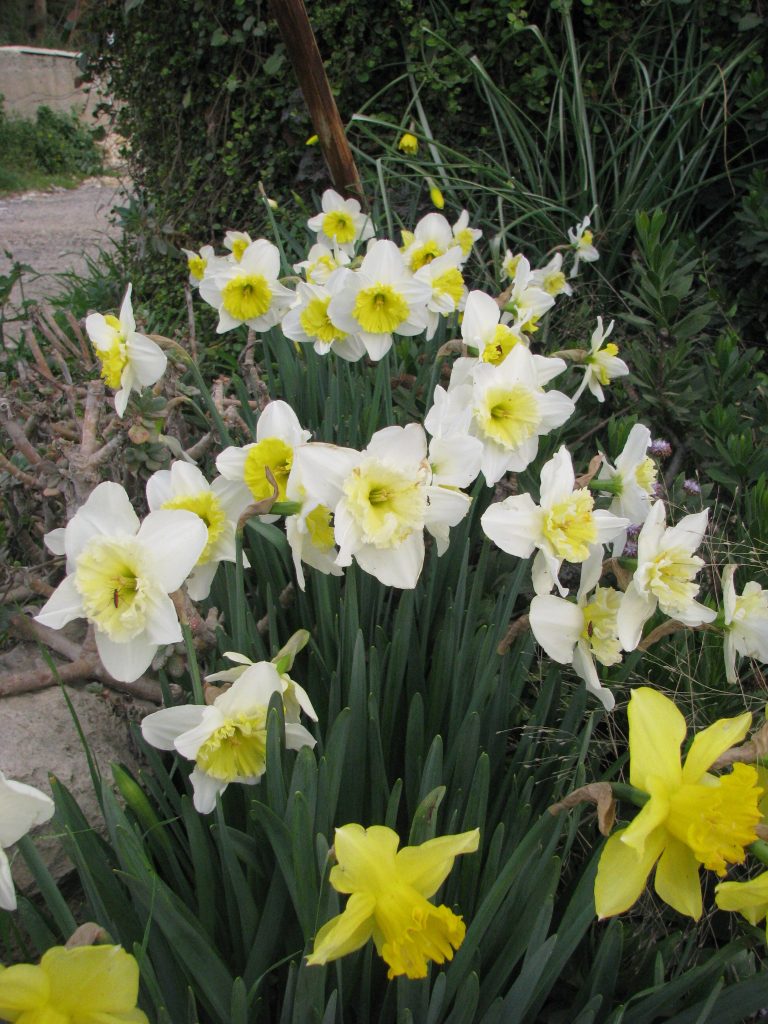 Narcissus_pseudonarcissus_group_up1