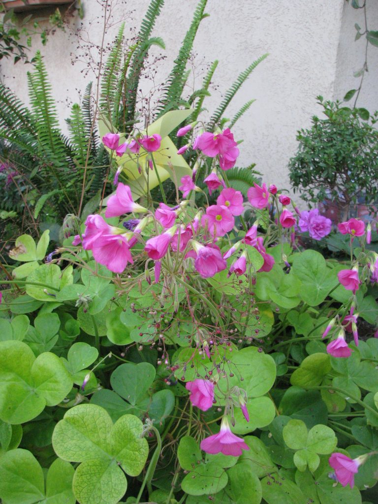 Oxalis_bowiei_flowers_leaves_up