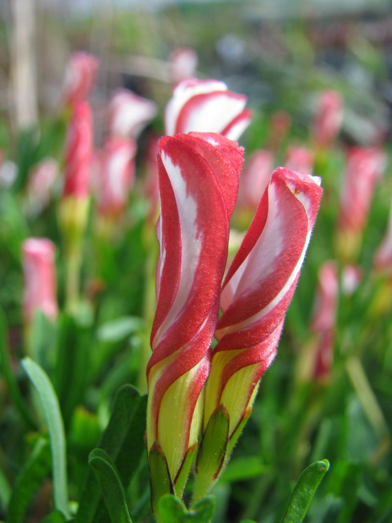 Oxalis_versicolor_buds_up1