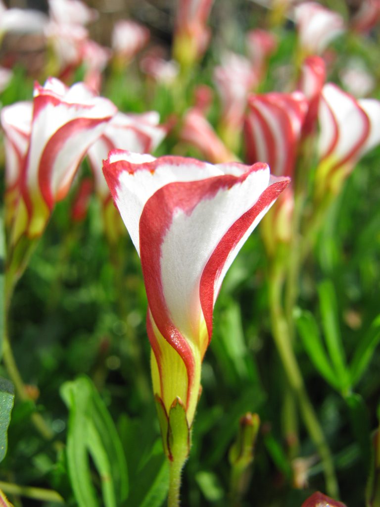 Oxalis_versicolor_flower_up1