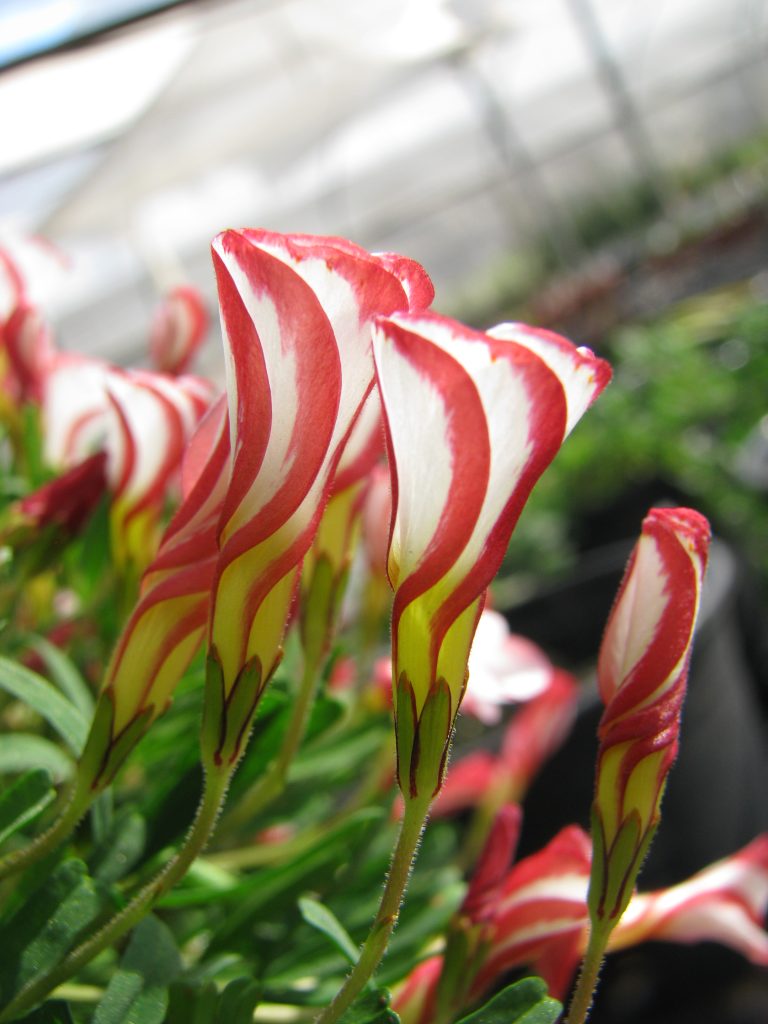 Oxalis_versicolor_flowers_opening_up1