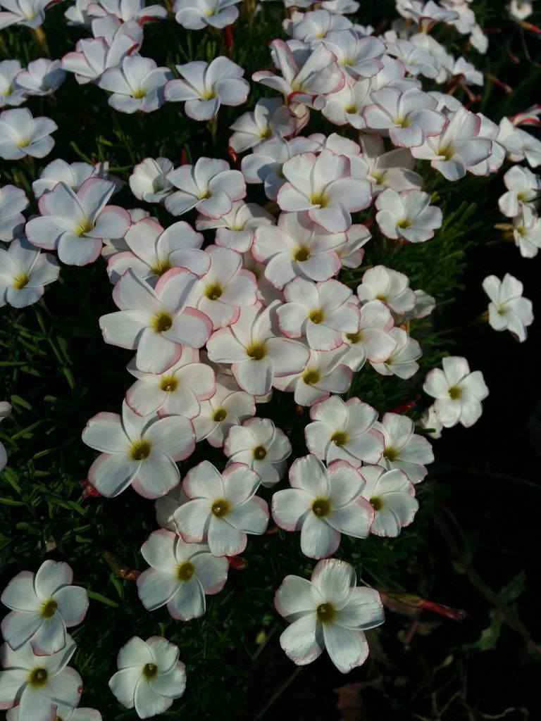 Oxalis_versicolor_many_flowers_up