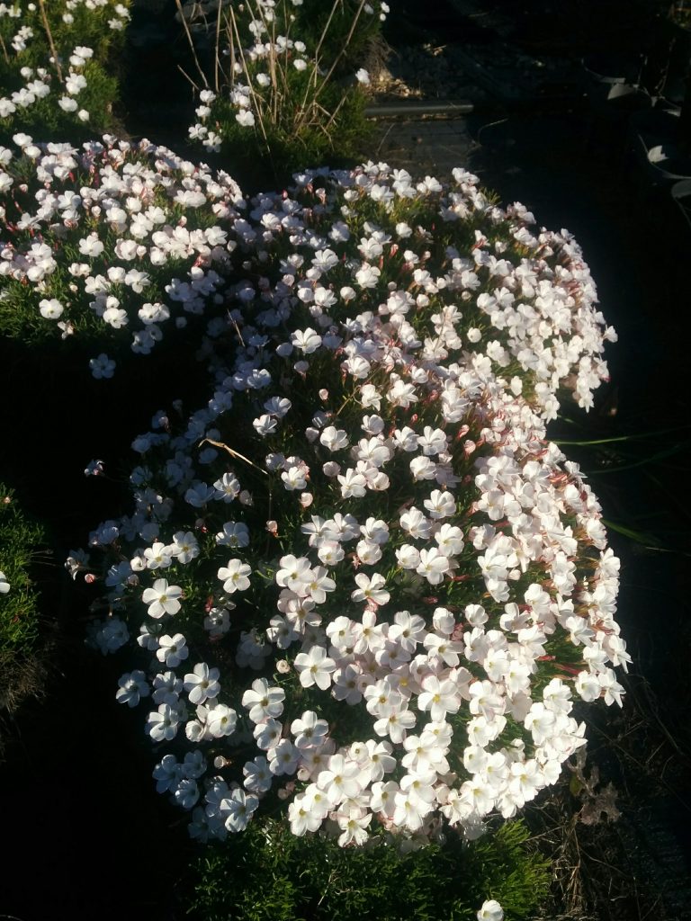 Oxalis_versicolor_pails_up