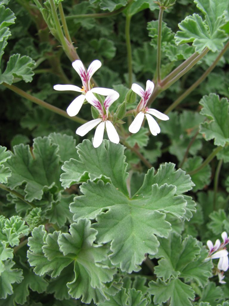 Pelargonium_fragrans_flower_leaf_up1