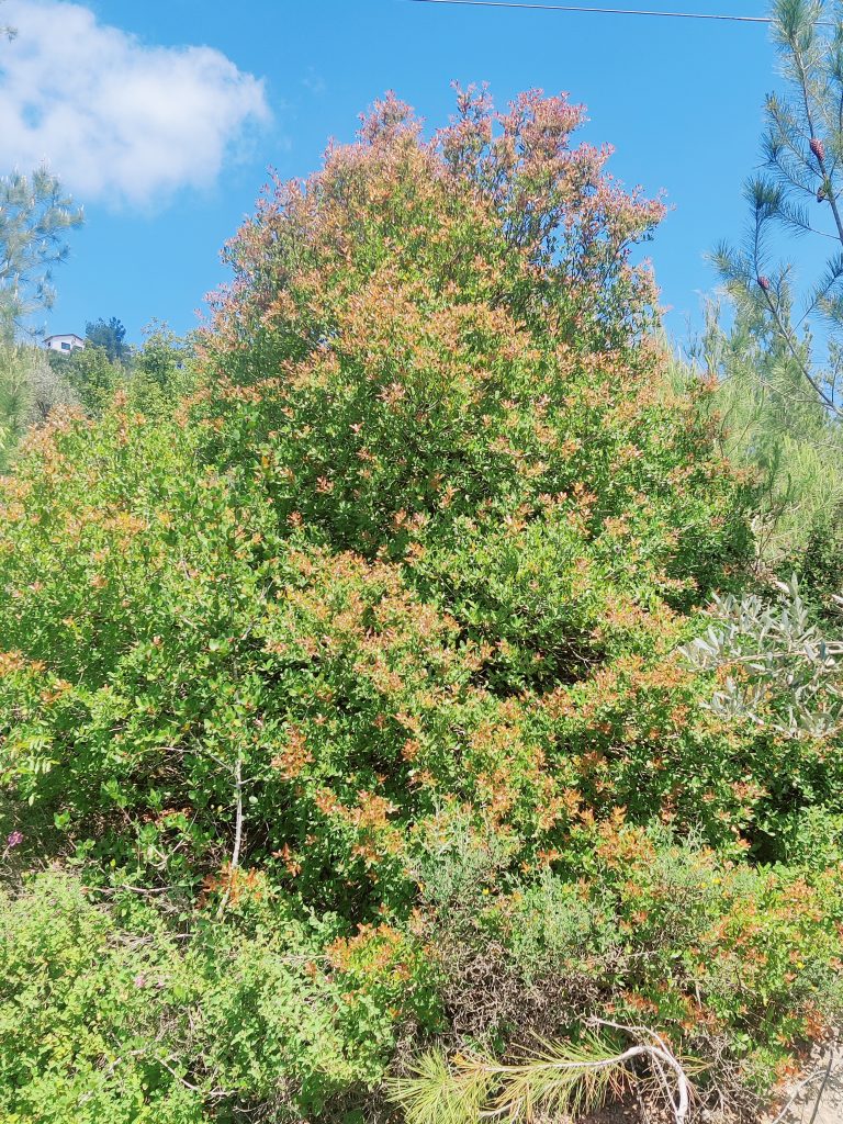 Quercus_calliprinos_budding_up1