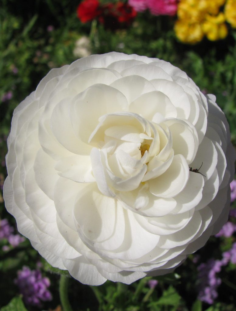 Ranunculus_asiaticus_flower1_cut_up