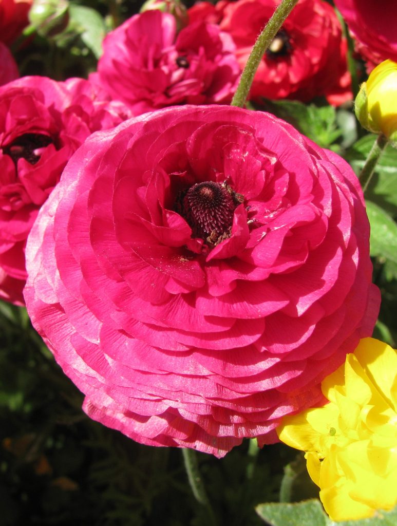 Ranunculus_asiaticus_flower4_cut_up