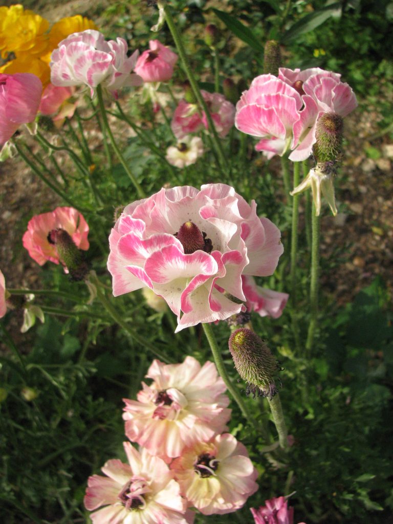 Ranunculus_asiaticus_flower_bicolor_up1