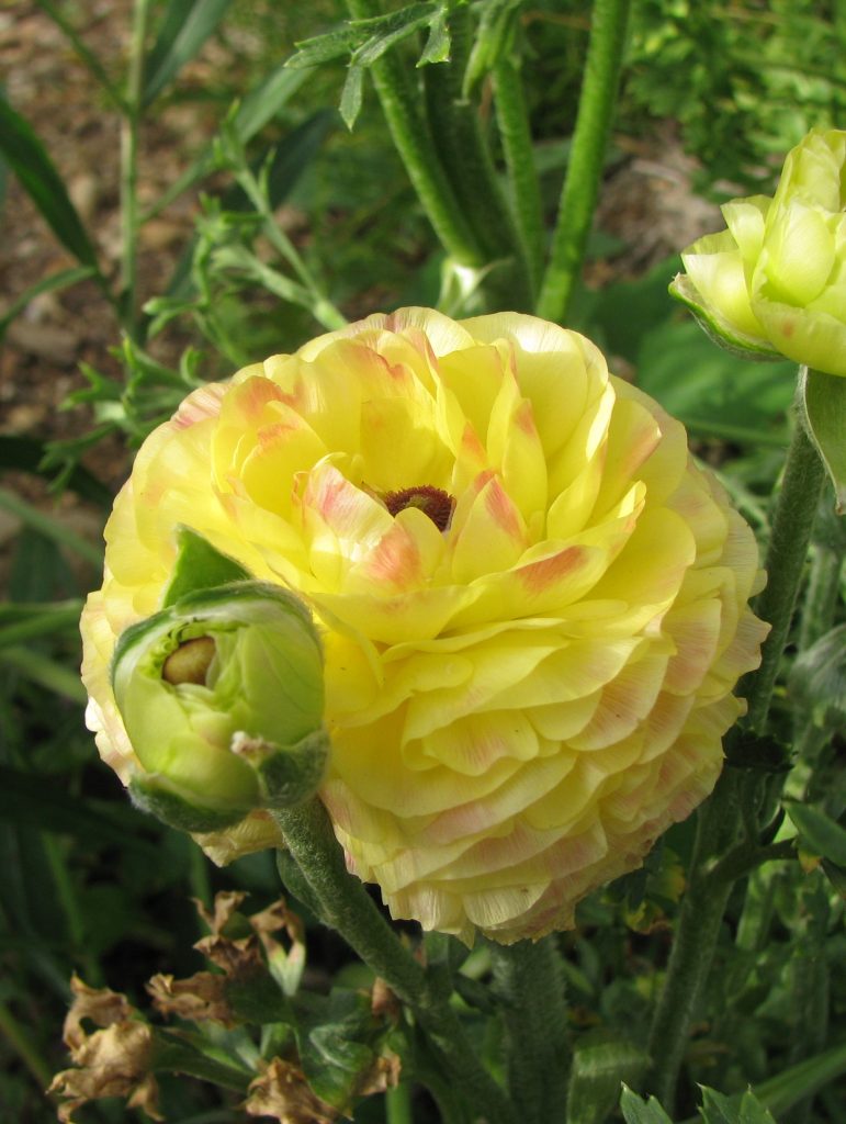 Ranunculus_asiaticus_flower_yellow2_cut_up