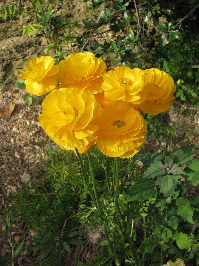 Ranunculus_asiaticus_flower_yellow_up1