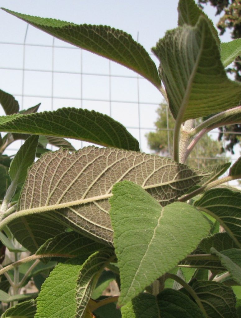 Salvia_karwinskii_leaves_cut_up