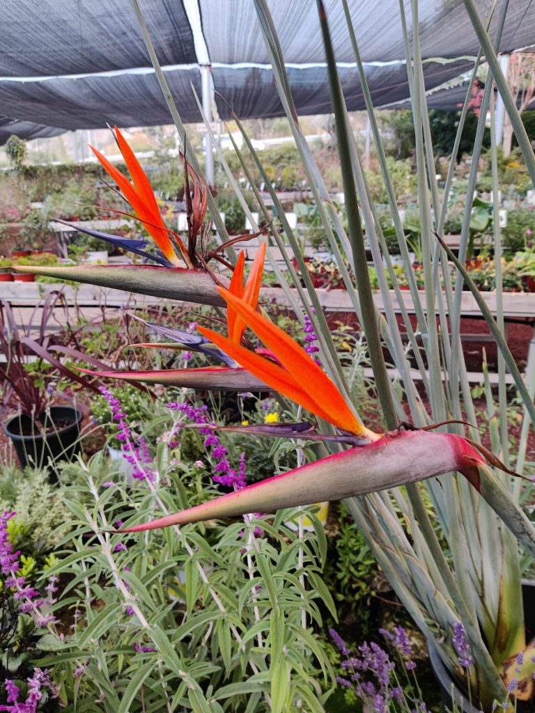 Strelitzia_juncea_flower_up1