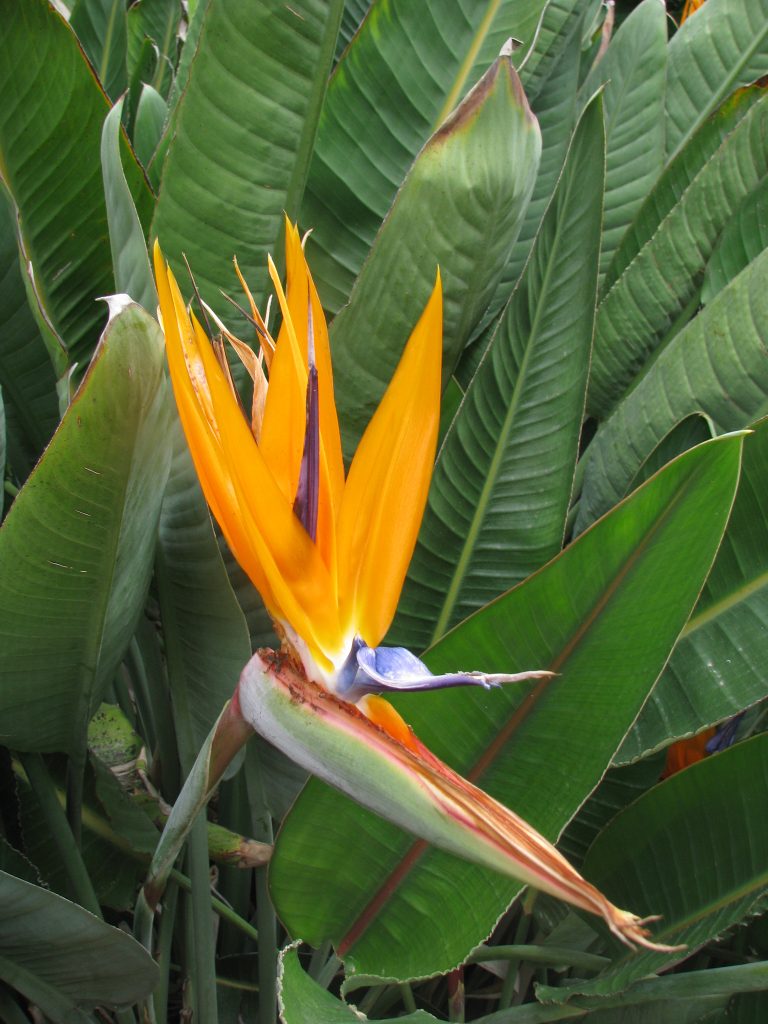 Strelitzia_reginae_flowers_up1