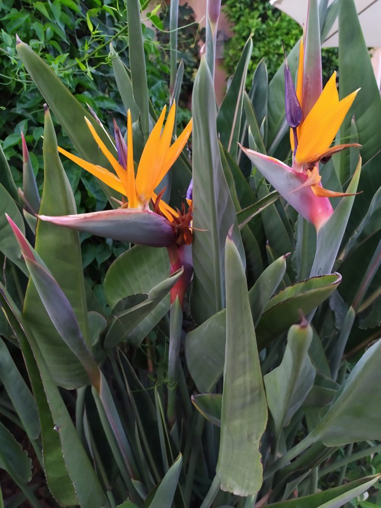 Strelitzia_reginae_flowers_up2