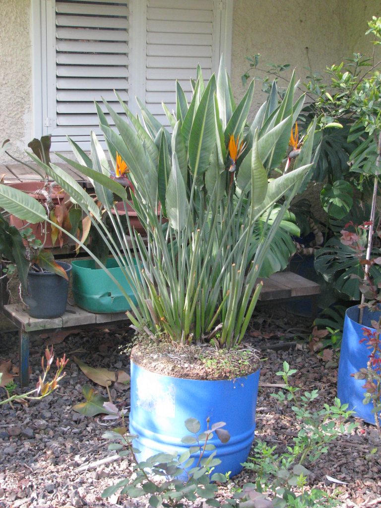 Strelitzia_reginae_full_pot_up