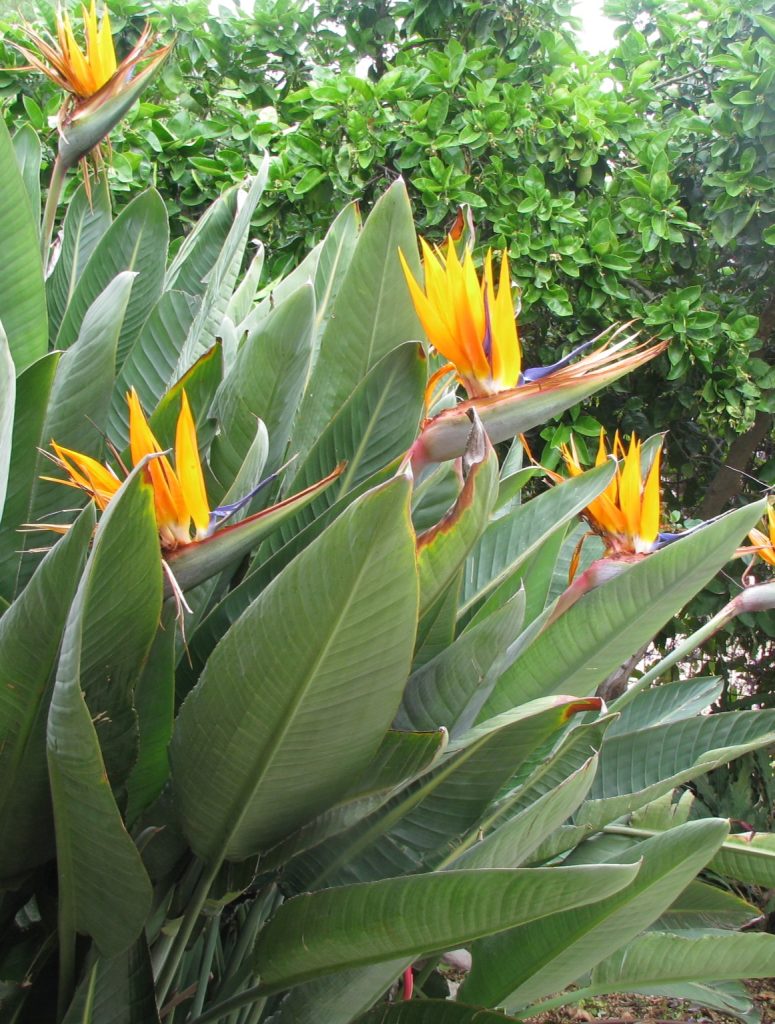 Strelitzia_reginae_leaves_flowers_cut_up