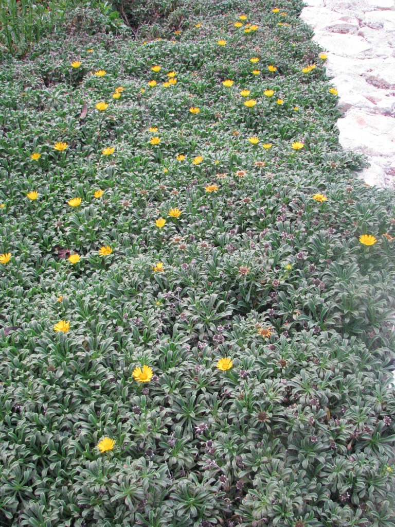 Asteriscus_maritimus_green_carpet_up