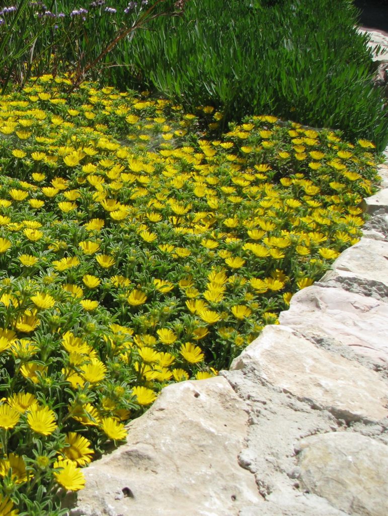 Asteriscus_maritimus_yellow_carpet3_cut_up