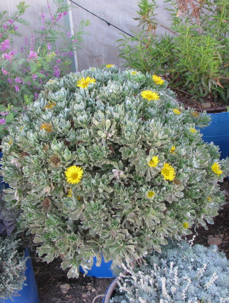 Asteriscus_sericeus_full_pot1_cut_up