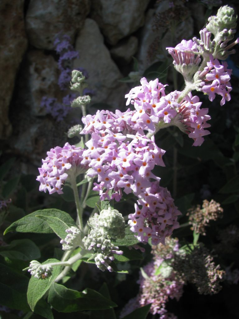 Buddleja_Pablito_flowers_up1