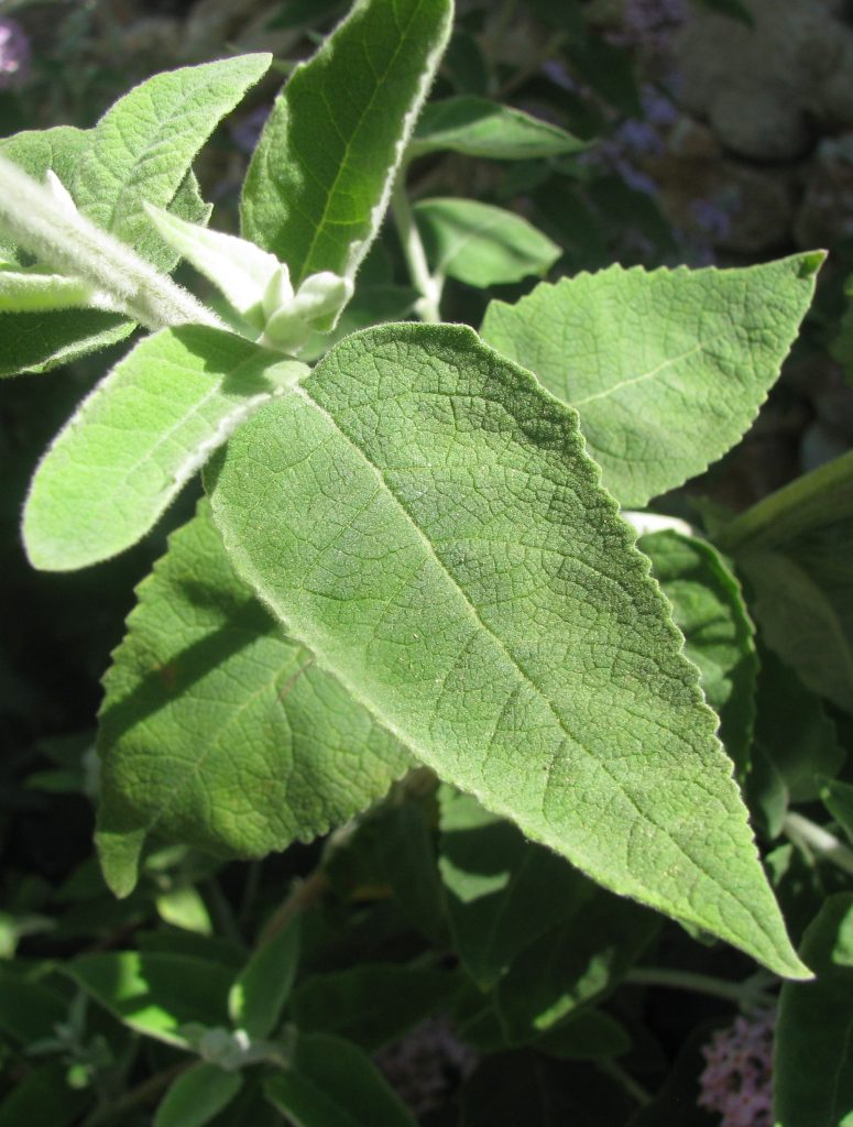 Buddleja_Pablito_leaves_cut_up