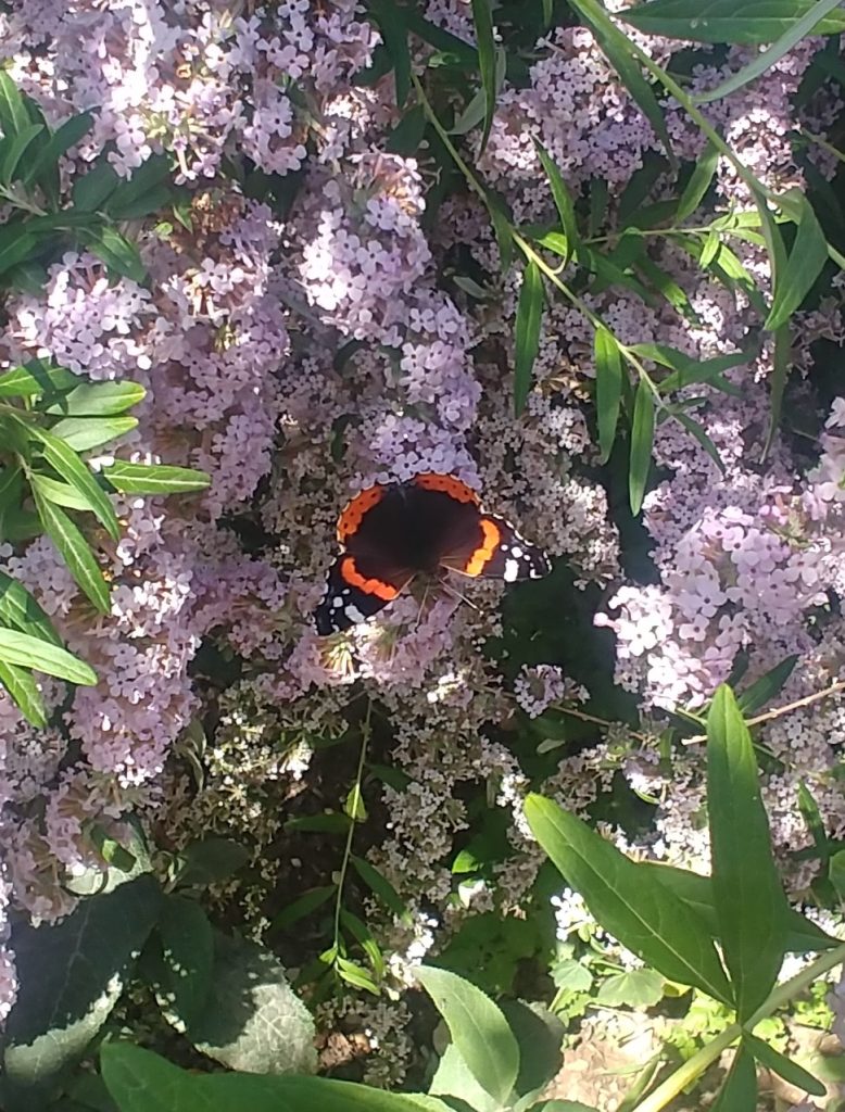 Buddleja_alternifolia_butterfly1_cut_up