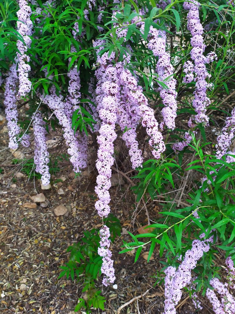 Buddleja_alternifolia_flower_spikes_up1