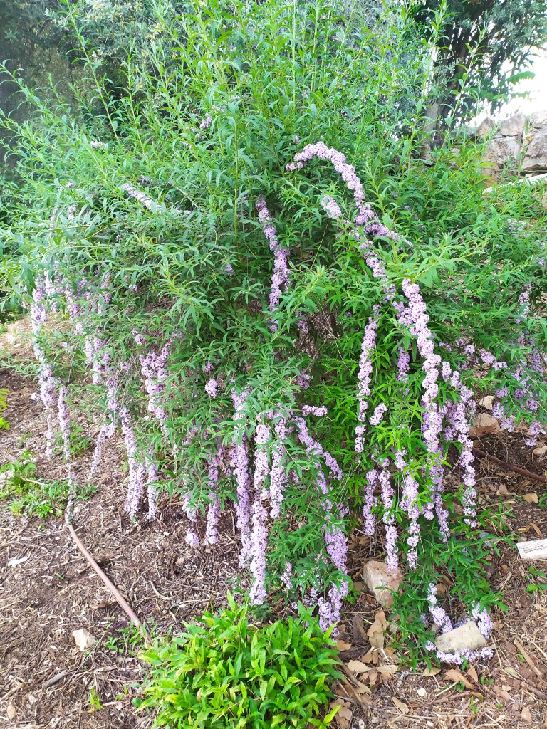 Buddleja_alternifolia_full_up1