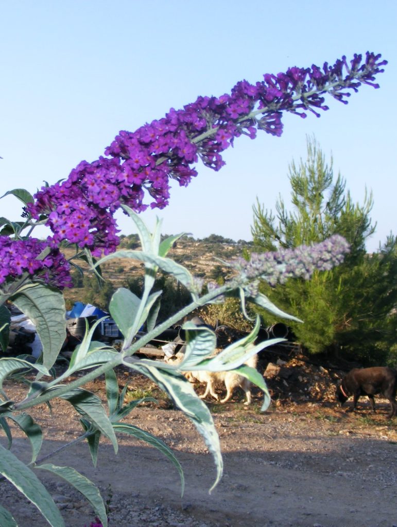 Buddleja_davidii_Harlequin_flower_leaves_cut_up