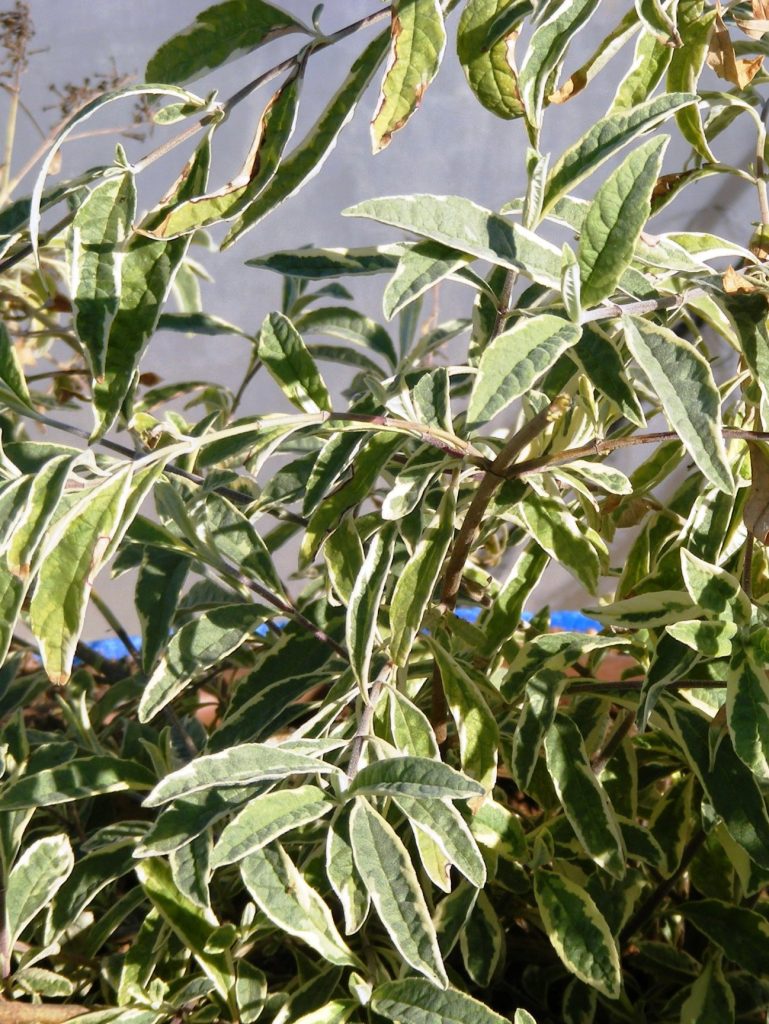 Buddleja_davidii_Harlequin_uzi_leaves_cut_up