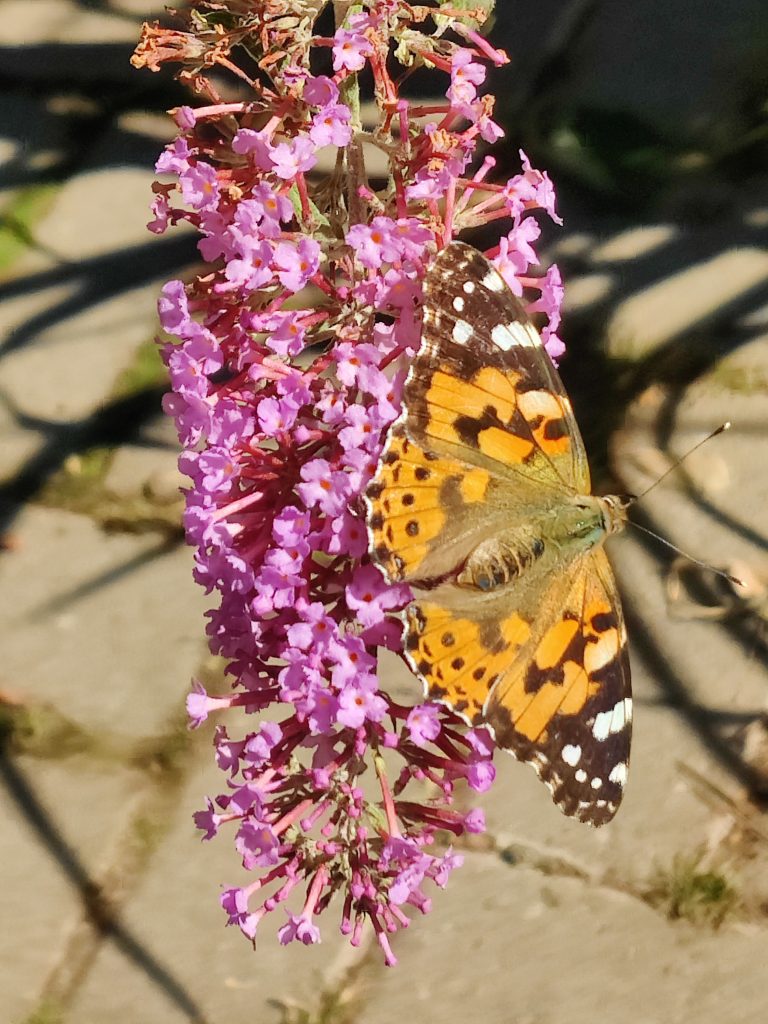 Buddleja_davidii_Pink_Delight_flowers_butterfly_up1